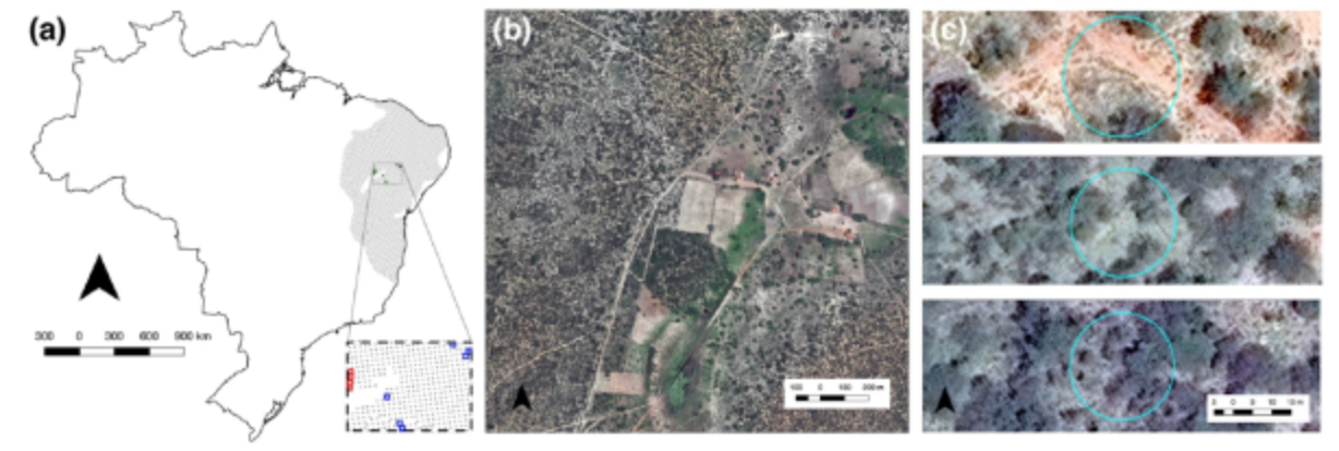 High Spatial Resolution Visual Band Imagery Outperforms Medium Resolution Spectral Imagery for Ecosystem Assessment in the Semi-Arid Brazilian Sertão